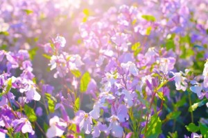 6分钟讲解“
微乐卡五星究竟有没有挂”(到底有挂吗)