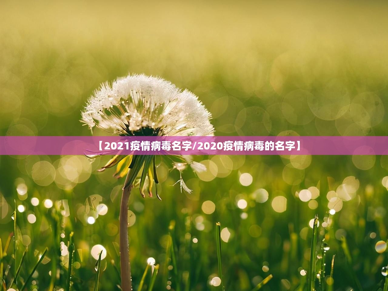 【2021疫情病毒名字/2020疫情病毒的名字】