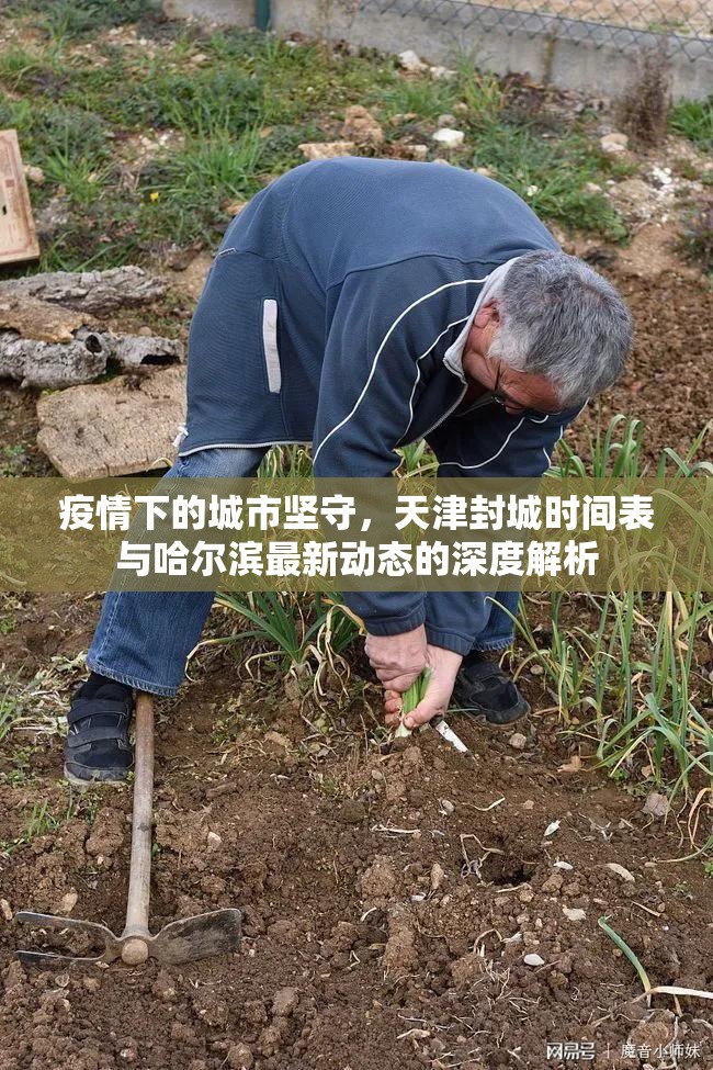 疫情下的城市坚守，天津封城时间表与哈尔滨最新动态的深度解析